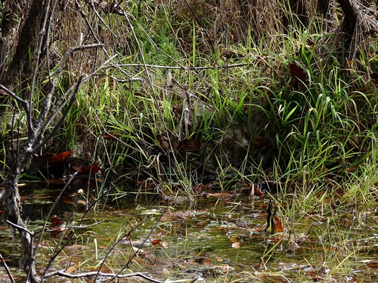 {Torreyochloa pallida}